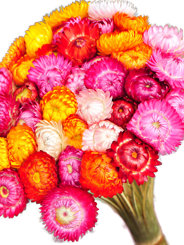 Evighedsblomst