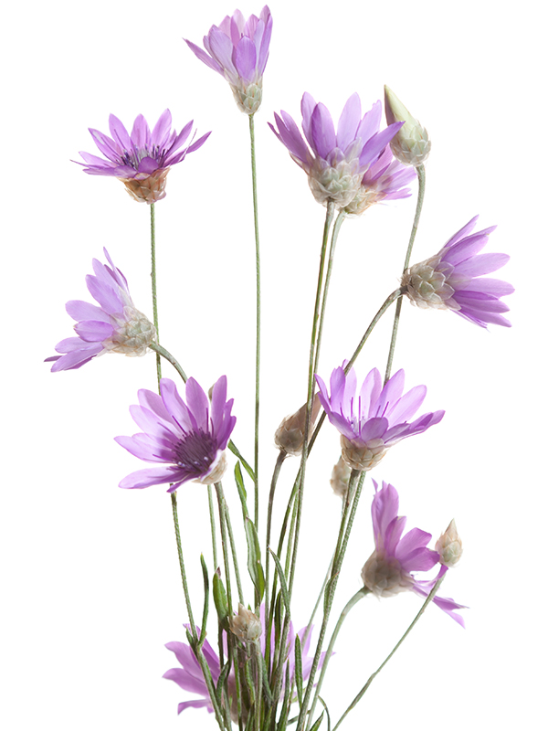 Papirsblomst