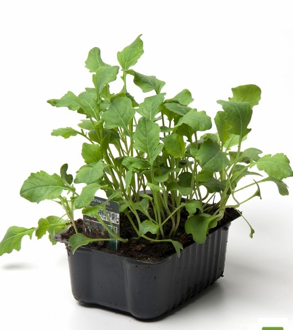 Broccoli-68
