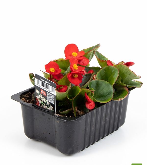 Isbegonia-45