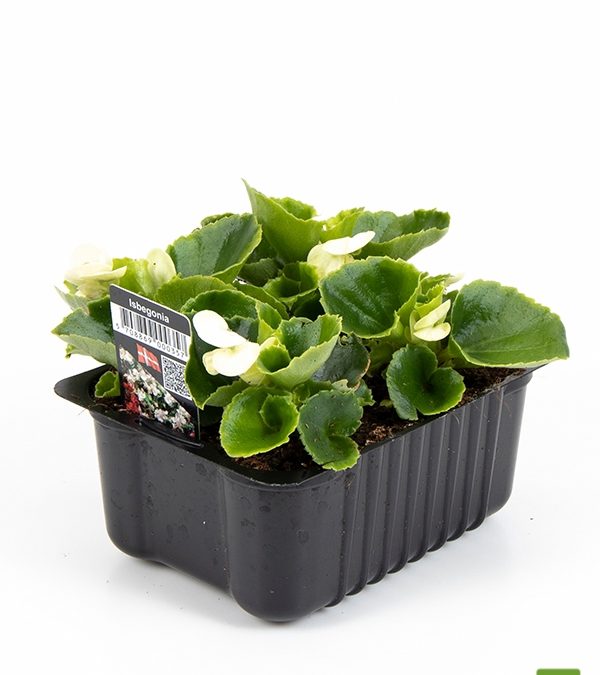Isbegonia-46