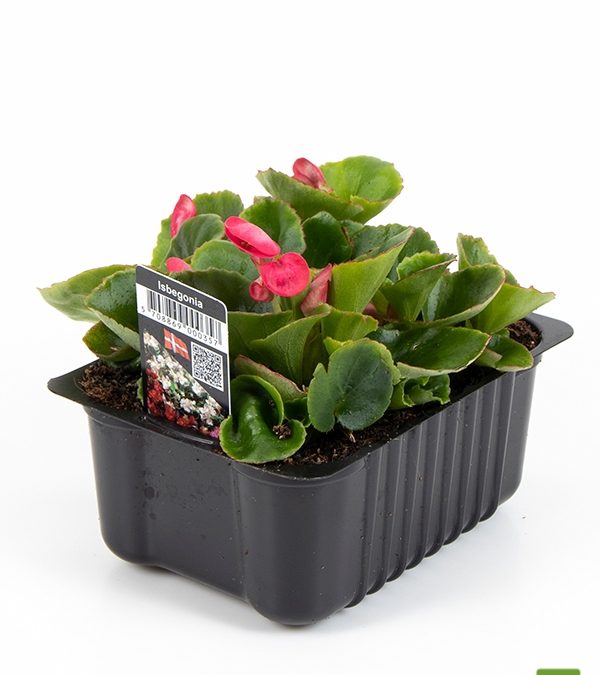 Isbegonia-47