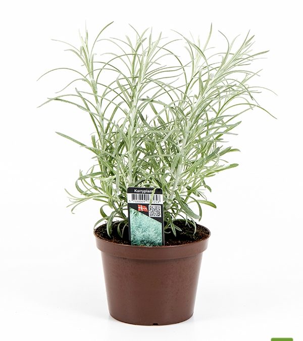 karryplante