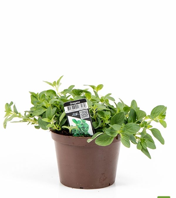 oregano